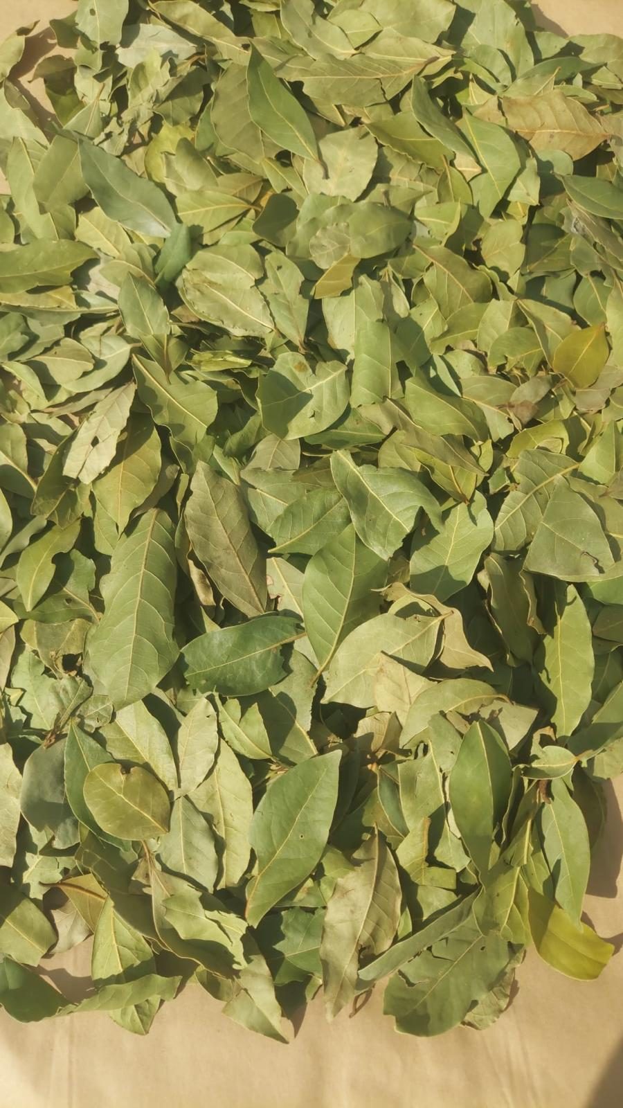 Dried bay leaves of varying natural shapes and sizes