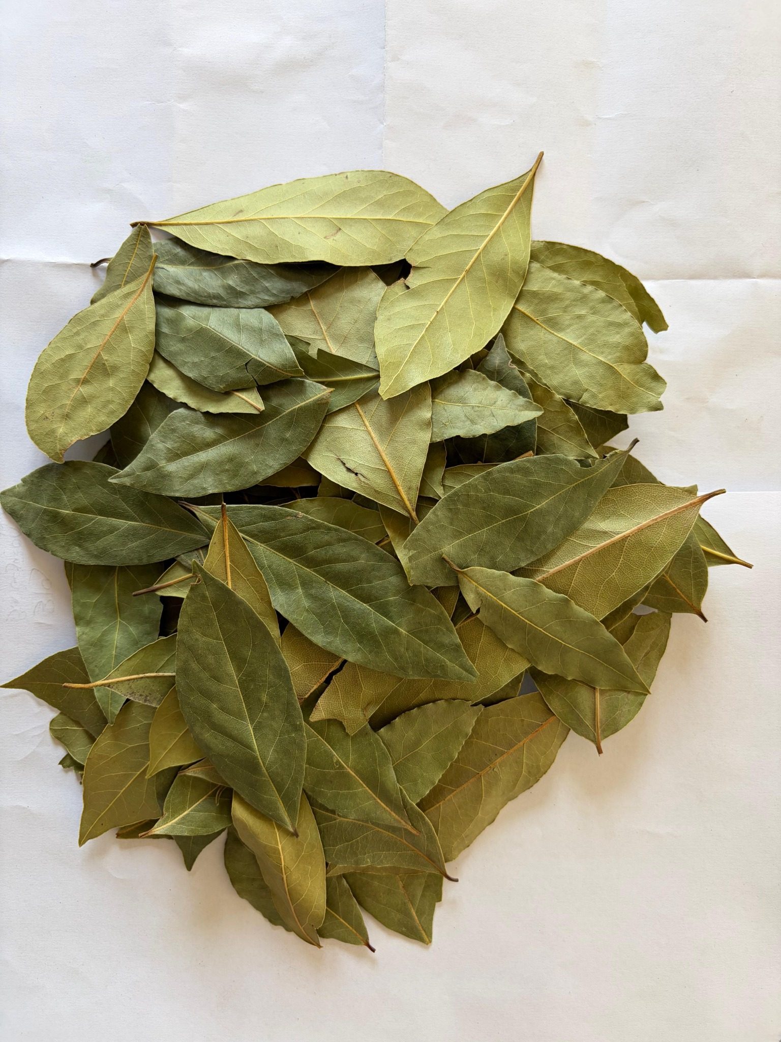 Whole dried bay leaves prepared for commercial buyers