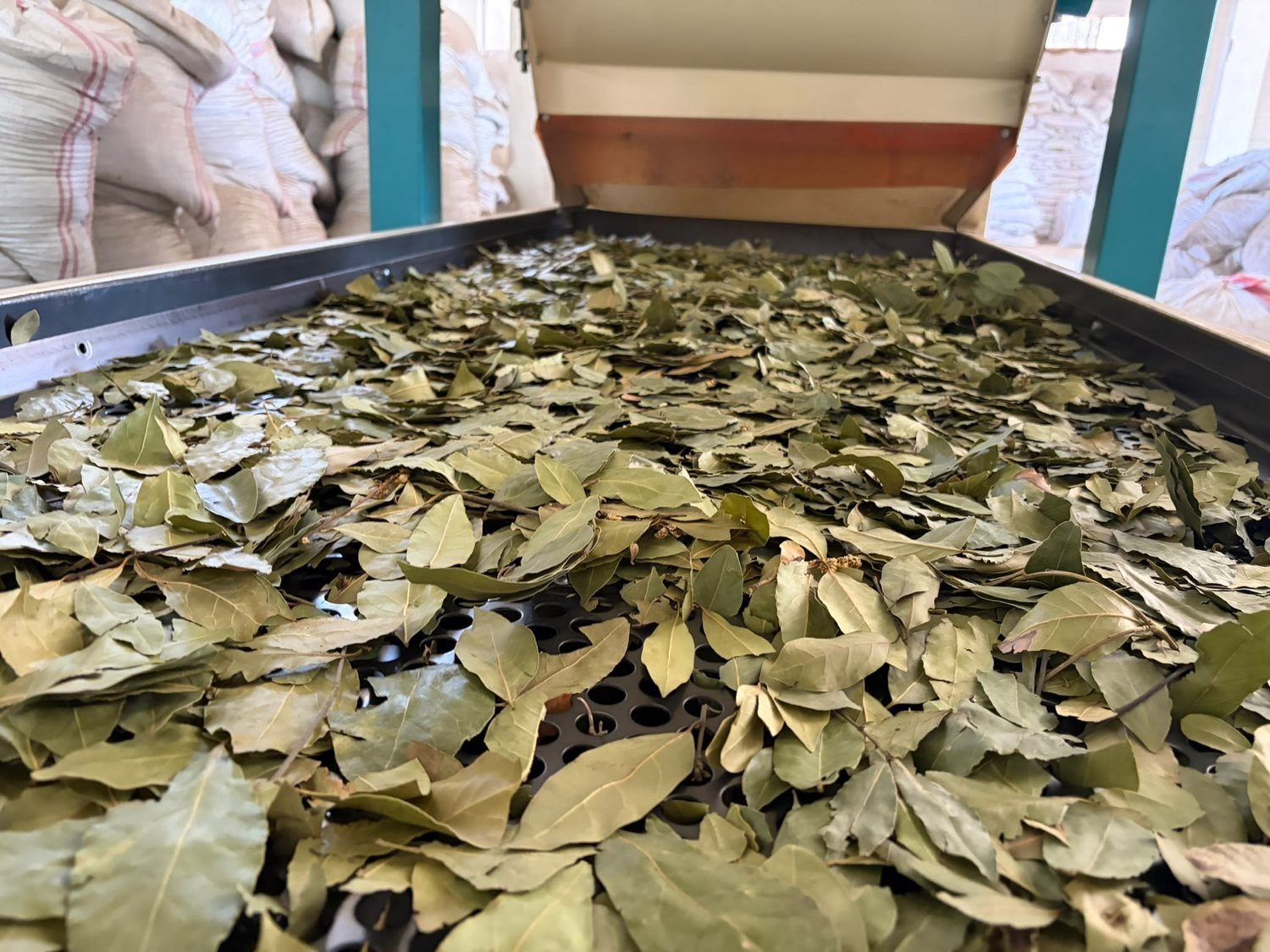 Bay leaf sorting and preparation process